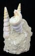 Beautiful Fossil Turritella Cluster - France #29623-1